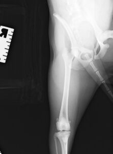 【術前レントゲン】