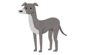 イタリアン・グレーハウンド