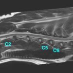 [MR画像 矢状断像 T2強調画像]