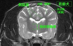 [横断像（若齢犬）、T2強調画像]