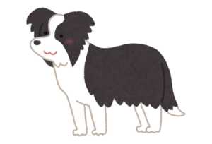 ボーダーコリー