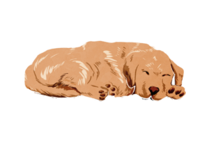 ゴールデンレトリーバー